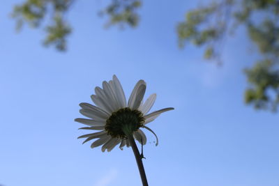 Low angle view of flowering against blue sky