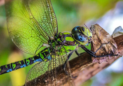 Close-up of dragonfly on plant