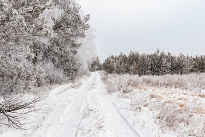 Snow covered road amidst trees during winter