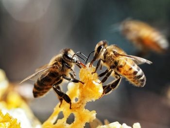 Close-up of bees on honeycomb.