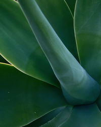 Full frame shot of green leaves