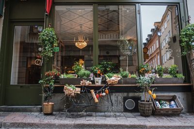 Plants against building in city