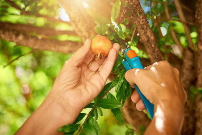 Cropped hand of woman holding apple