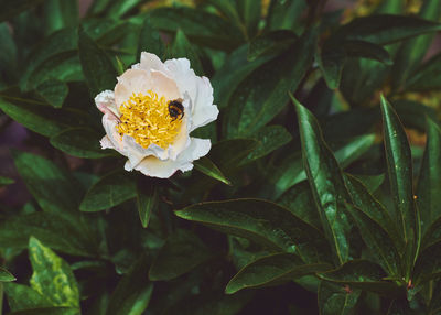 Close-up of white flowering plant