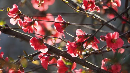 Close-up of pink cherry blossoms in spring