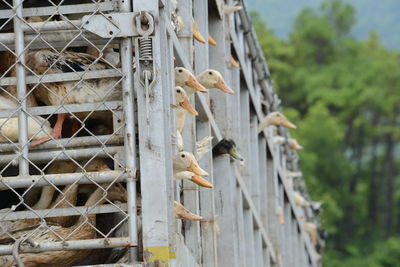 Low angle view of geese in cage