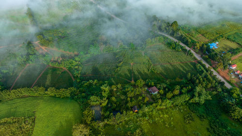 High angle view of trees in city