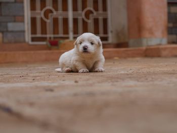 Close-up portrait of puppy