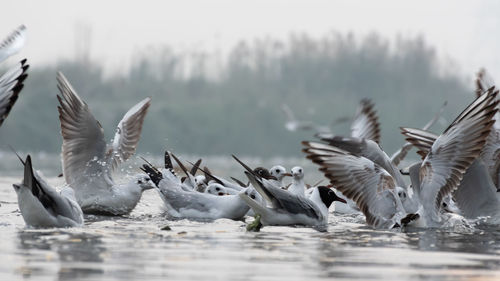 Seagulls having their food on the river surface 