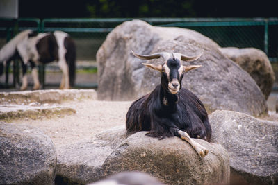 Close-up of horse on man