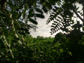 Low angle view of raindrops on tree against sky