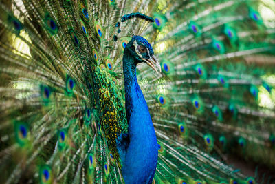 Close-up of peacock