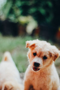 Close-up portrait of a dog on field