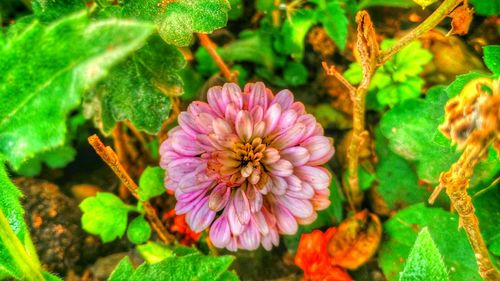 Close-up of pink flowers