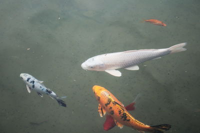 High angle view of fish swimming in sea
