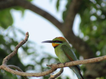 Rainbow bee eater