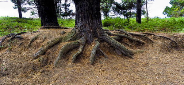 Close-up of tree roots in forest