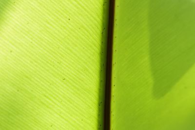 Full frame shot of leaf