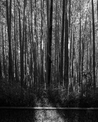 Trees in forest against sky