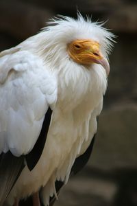 Close-up of white bird