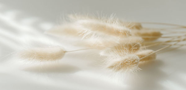 Close-up of dandelion against white background