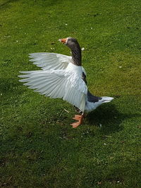 Bird on field