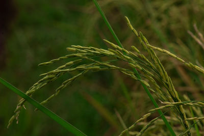 Close-up of crop growing on field
