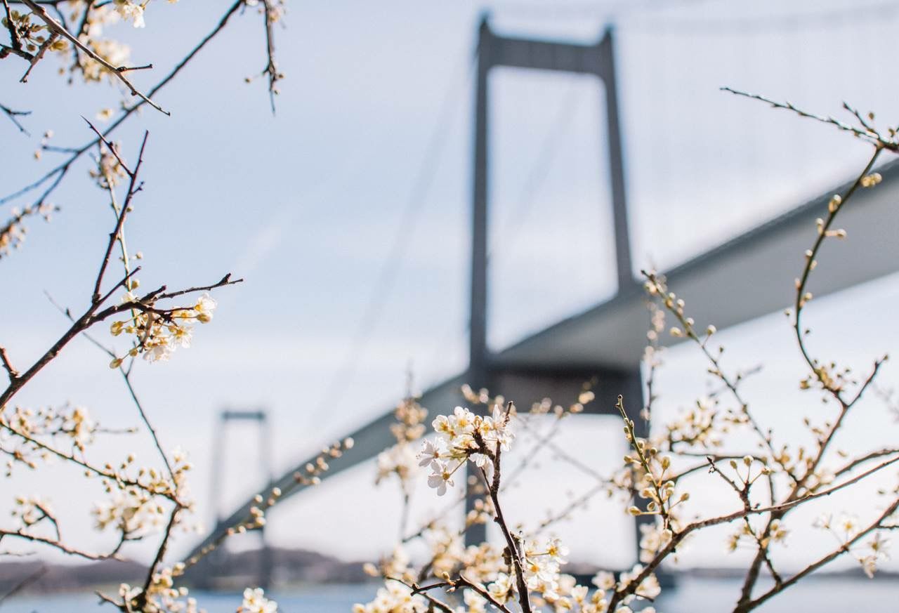 branch, focus on foreground, built structure, plant, nature, architecture, clear sky, water, close-up, selective focus, growth, tree, twig, winter, day, no people, sky, outdoors, season, cold temperature