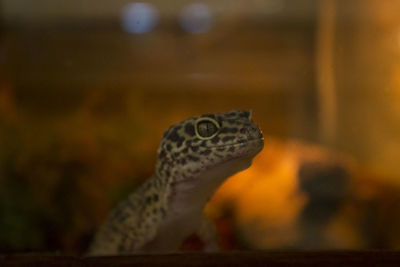 Close-up of lizard