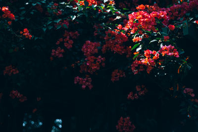 Close-up of pink flowering plants