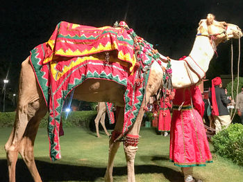 Low angle view of elephant at night