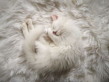 Close-up of a white cat