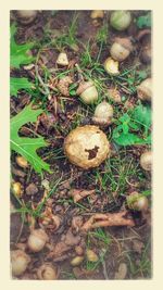 Plant growing on field