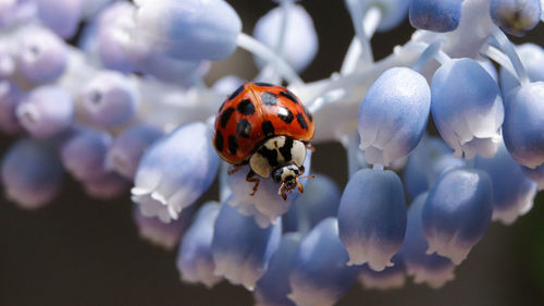 Close-up of ladybug on flower