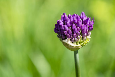 Close-up of purple flowering plant