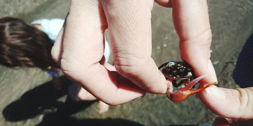 Cropped hands of person holding small crab