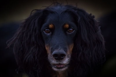 Close-up portrait of a dog