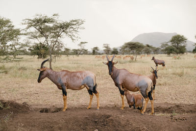 Deer standing on field