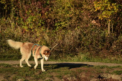 View of a dog walking in the forest