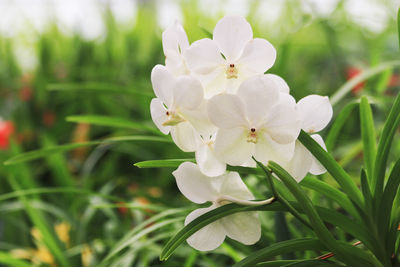 plant