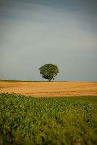 Plant growing on field against sky