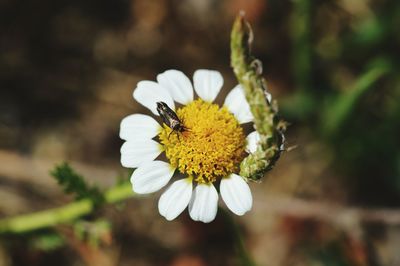 Close-up of insect on white flower