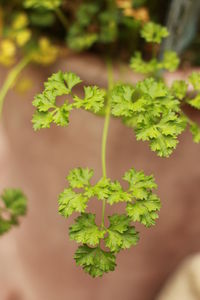 Close-up of plant