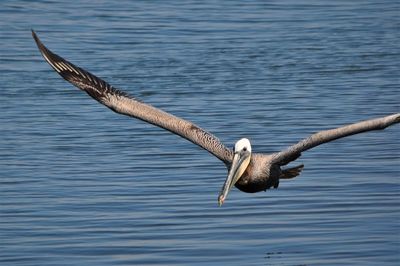 Bird flying over lake