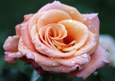 Close-up of wet rose