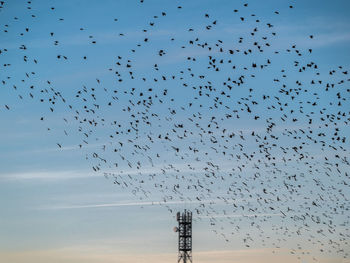 Low angle view of birds flying in sky