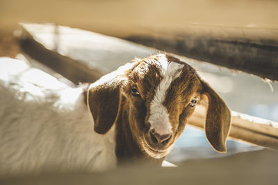 Portrait of goat in the stable