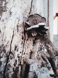 Close-up of tree trunk