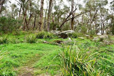 Scenic view of forest