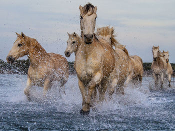 Camargue horses running in lake